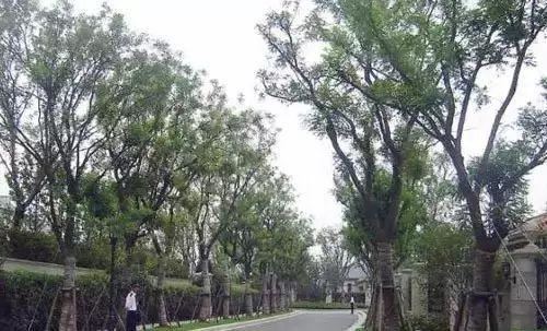 可别小看景观设计师，原来种树有这么大的学问