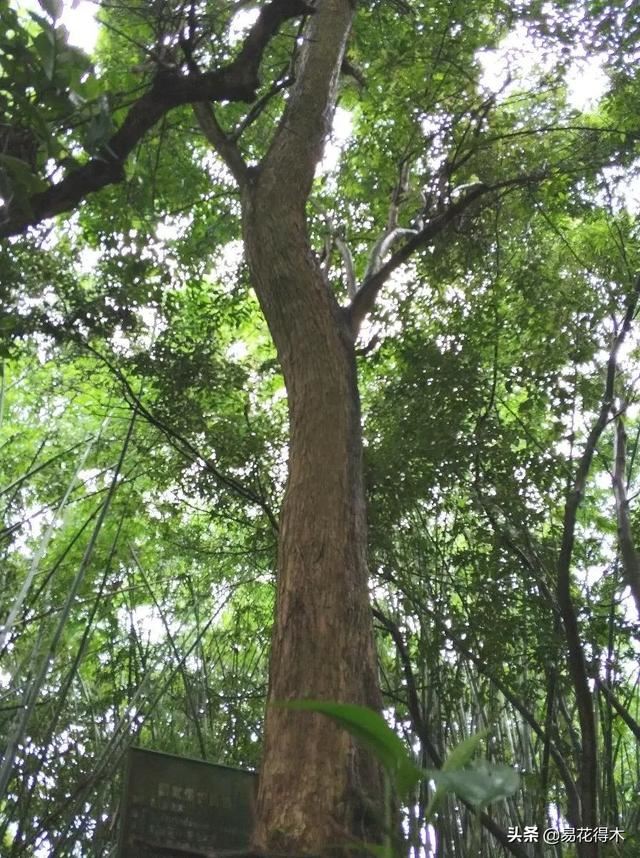 国家Ⅰ级濒危珍稀植物｜野外仅仅70余株的猪血木