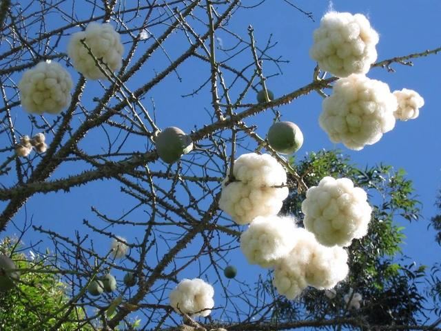 美丽异木棉的花朵见得多了,可你看过它的果实么?