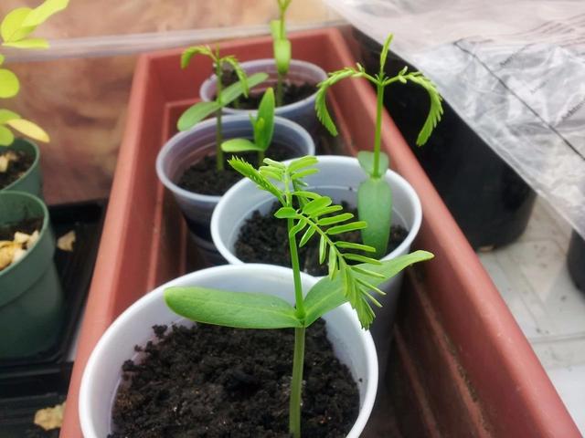凤凰花木花一开，花色烂漫，还会长出弯刀状的豆荚
