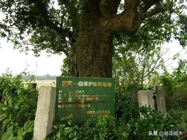 国家Ⅰ级濒危珍稀植物｜野外仅仅70余株的猪血木