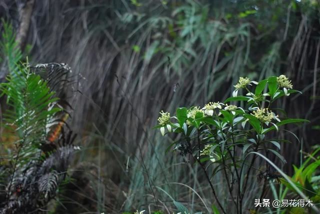 我国广东省特有的单种属美丽珍稀植物：绣球茜草