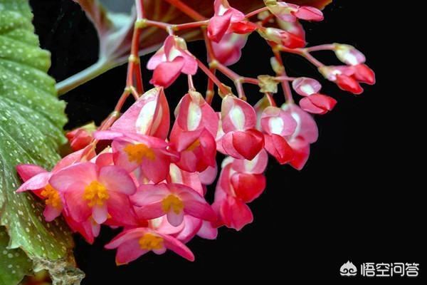 竹节海棠花应该怎样育新苗？