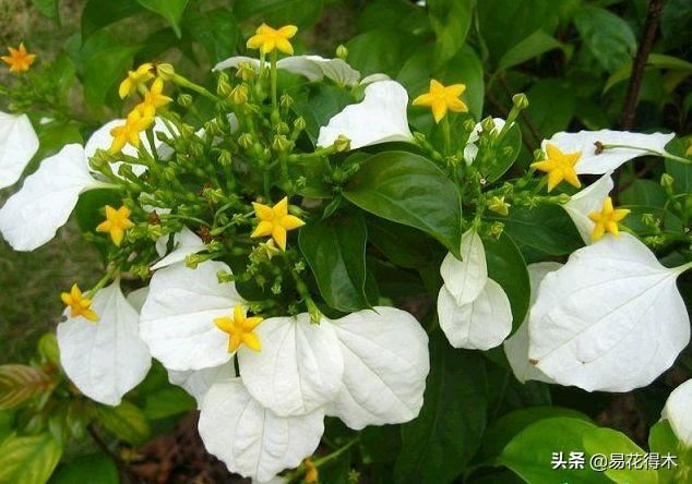我国广东省特有的单种属美丽珍稀植物：绣球茜草