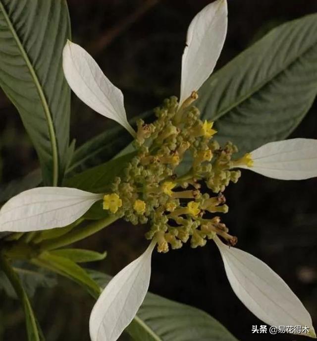 我国广东省特有的单种属美丽珍稀植物：绣球茜草