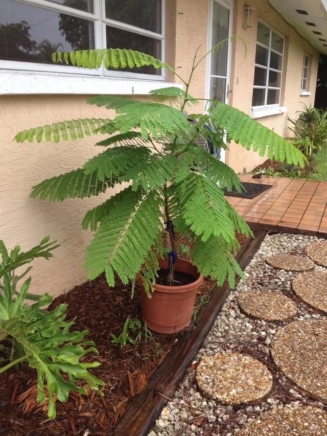 凤凰花木花一开，花色烂漫，还会长出弯刀状的豆荚