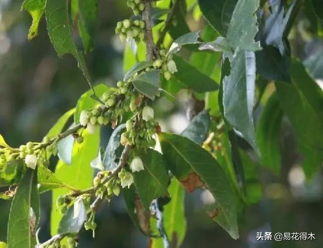国家Ⅰ级濒危珍稀植物｜野外仅仅70余株的猪血木