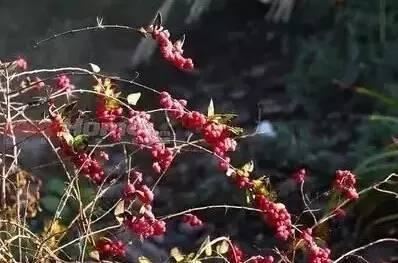 花境设计不用愁，国内60种热门花境植物汇总