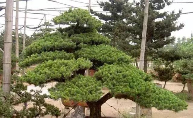 庭院的“主心骨”该怎么选择？