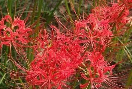 地被植物，给院子铺层地毯