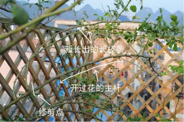 这种月季，冬天千万别大剪，剪完明年没花看