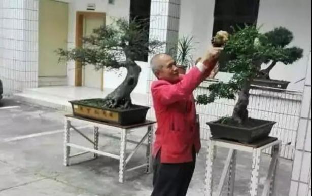 这是我见过最全的“盆景修剪”指南，以前不明白的重点，看完即会