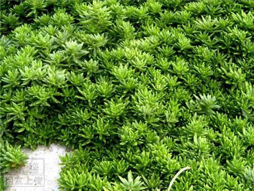 80种常见园林植物 · 景观设计师必知