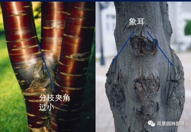 在这个看脸的时代，园林植物也需要"整形"！一起聊聊园林植物修剪