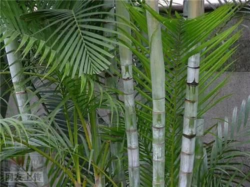 80种常见园林植物 · 景观设计师必知