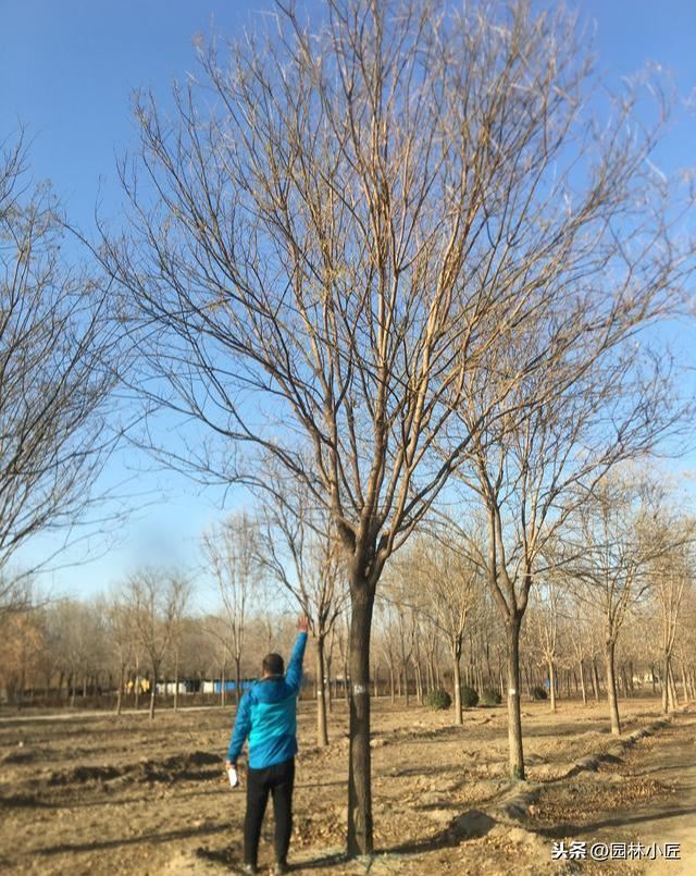 园林景观中，号苗工作