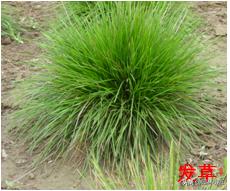 北方园林行业比较火的观赏草（一）