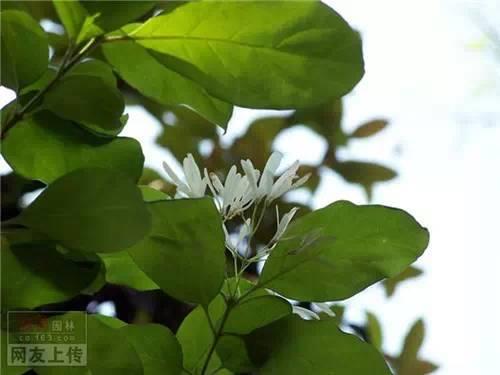 80种常见园林植物 · 景观设计师必知