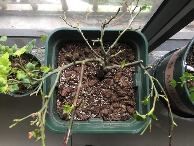 月季横拉很简单，做好这四点，芽点萌发多，花开多又美
