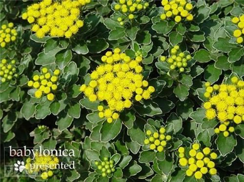 80种常见园林植物 · 景观设计师必知