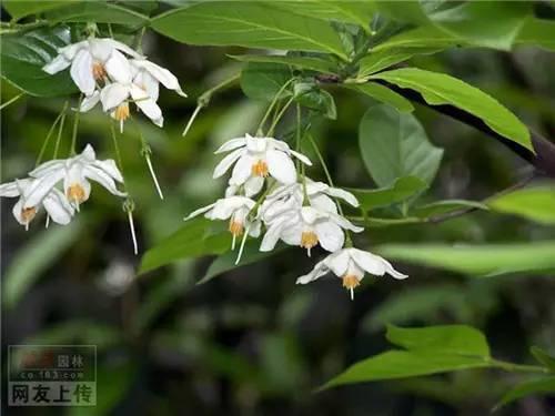 80种常见园林植物 · 景观设计师必知