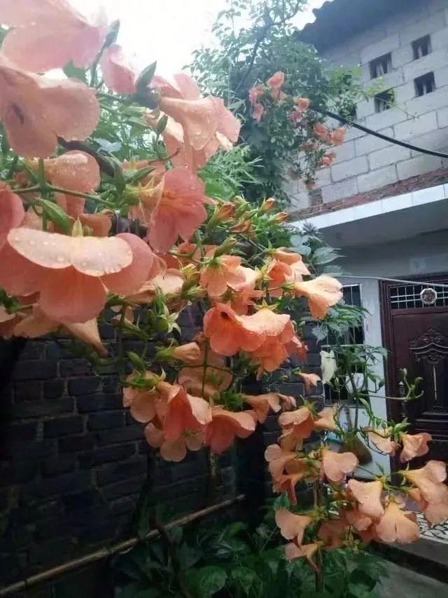 几种容易爬藤生长的观赏花卉，给足阳光，给点肥水就能开花