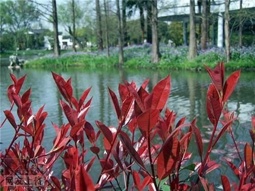 80种常见园林植物 · 景观设计师必知