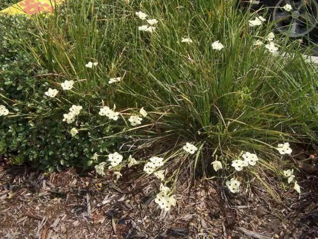 混合花境设计与种植建议！-园林景观干货