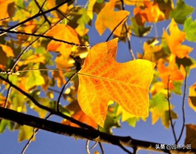 园林植物观赏特性——叶形，案例总结
