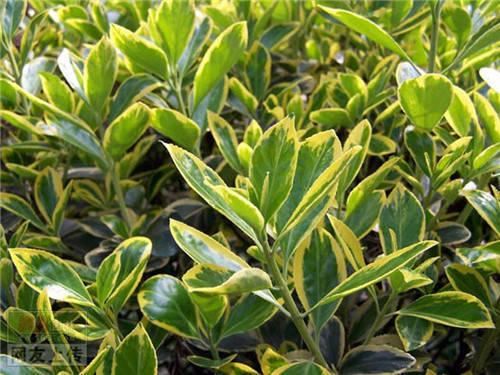 80种常见园林植物 · 景观设计师必知