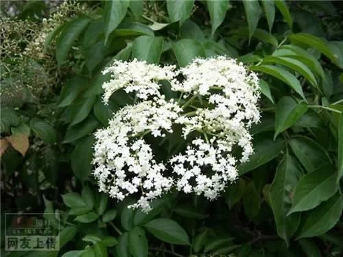 80种常见园林植物 · 景观设计师必知