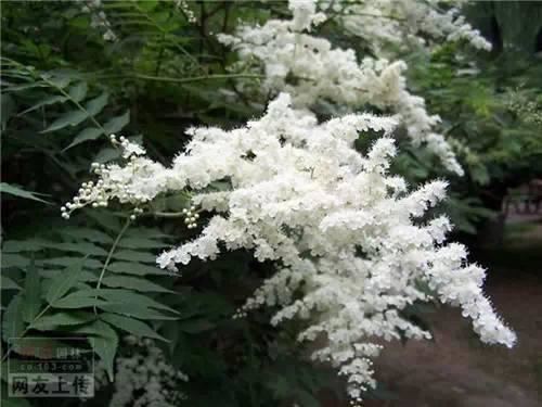 80种常见园林植物 · 景观设计师必知