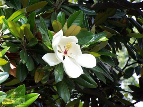 80种常见园林植物 · 景观设计师必知