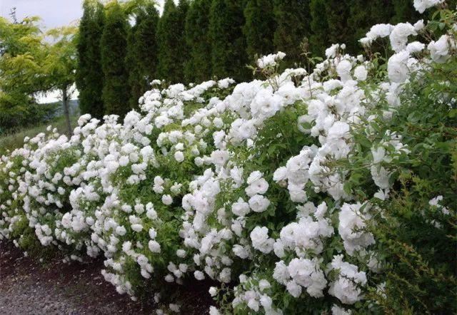 混合花境设计与种植建议！-园林景观干货