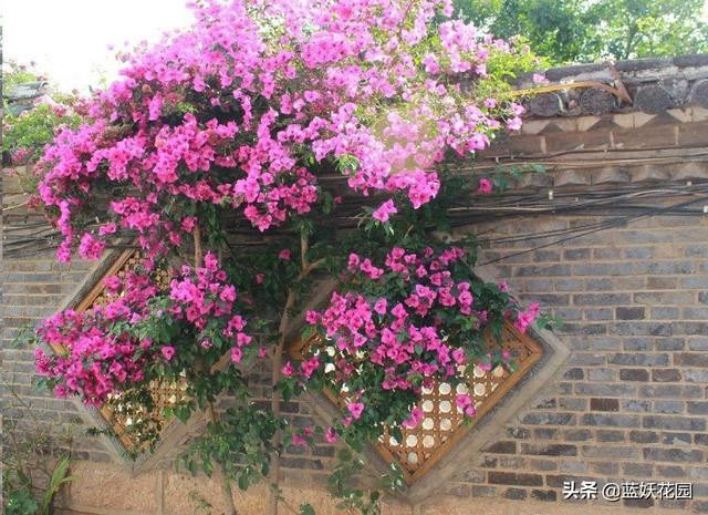 围栏围墙植物，就选这6种，好看防盗效果好