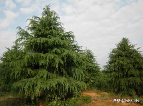 园林植物观赏特性——树形，为你总结了4个方面，更好记忆