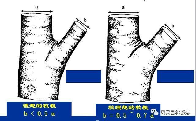 在这个看脸的时代，园林植物也需要"整形"！一起聊聊园林植物修剪