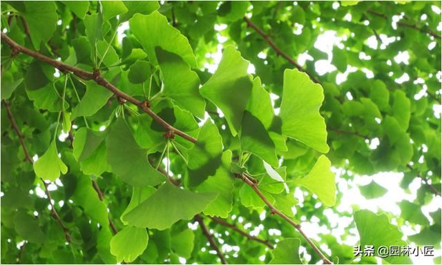 园林植物观赏特性——叶形，案例总结