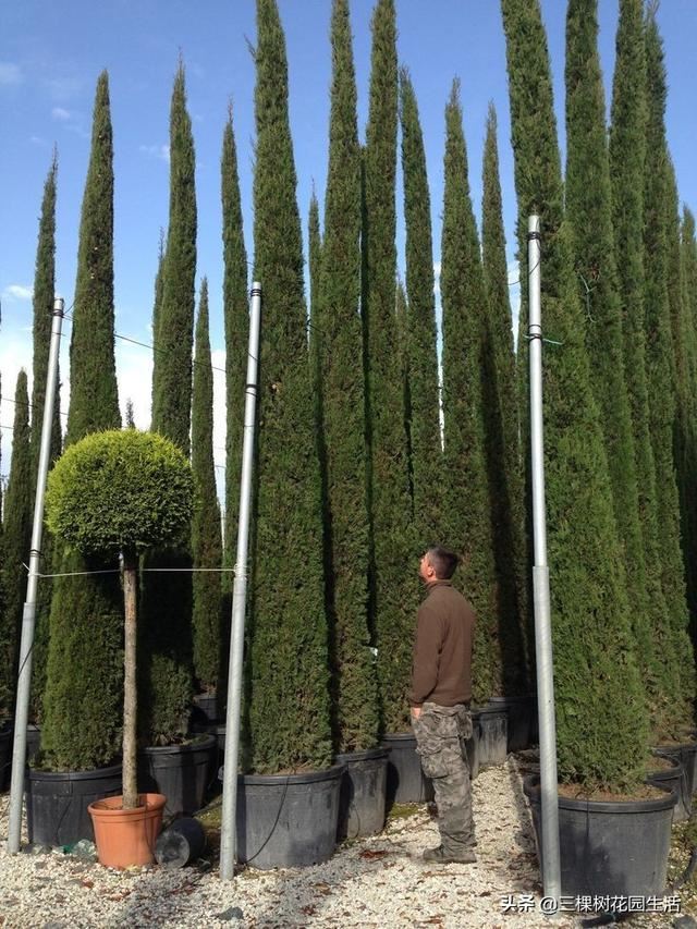 你看到美好的花园植物都要靠园艺师日常不断修正