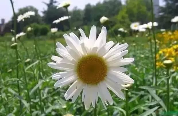 花境设计不用愁，国内60种热门花境植物汇总