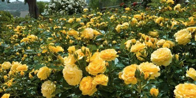 混合花境设计与种植建议！-园林景观干货