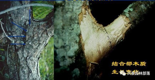 在这个看脸的时代，园林植物也需要"整形"！一起聊聊园林植物修剪