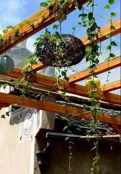 廊架种满爬藤花卉实用又好看，庭院养花人值得收藏起来！