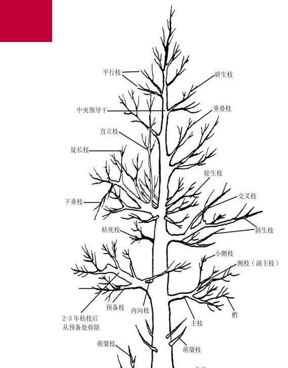 这是我见过最全的“盆景修剪”指南，以前不明白的重点，看完即会