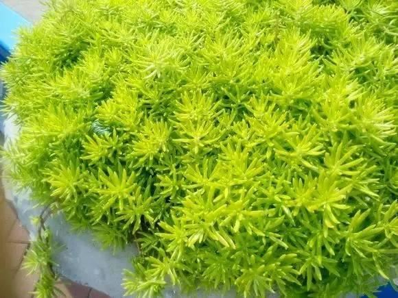 花境设计不用愁，国内60种热门花境植物汇总