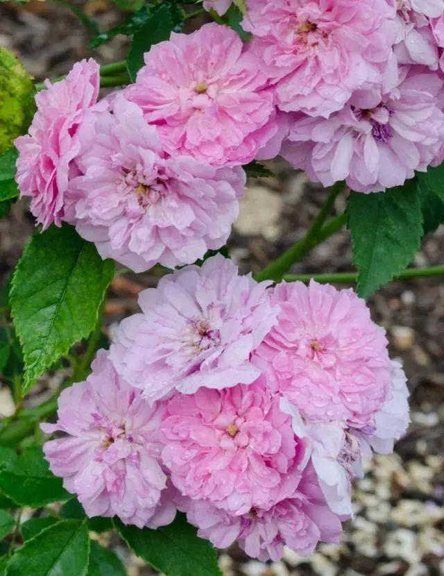 混合花境设计与种植建议！-园林景观干货