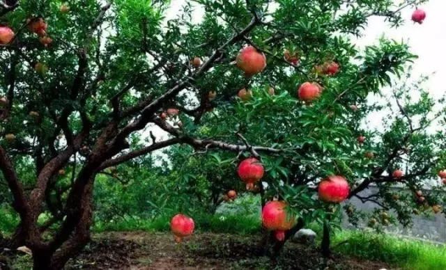 庭院的“主心骨”该怎么选择？