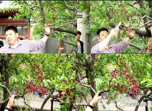 在这个看脸的时代，园林植物也需要"整形"！一起聊聊园林植物修剪