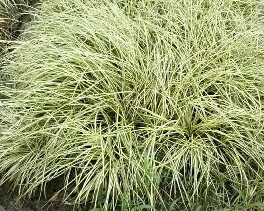 花园边角软化：镶边地被植物20款，超美的