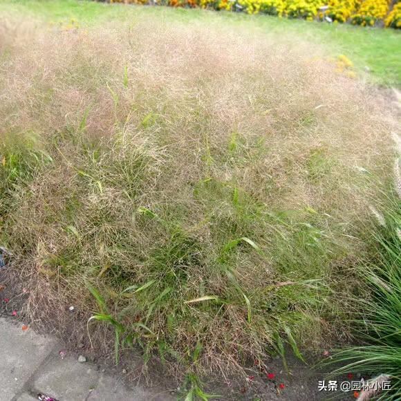 北方园林行业比较火的观赏草（一）